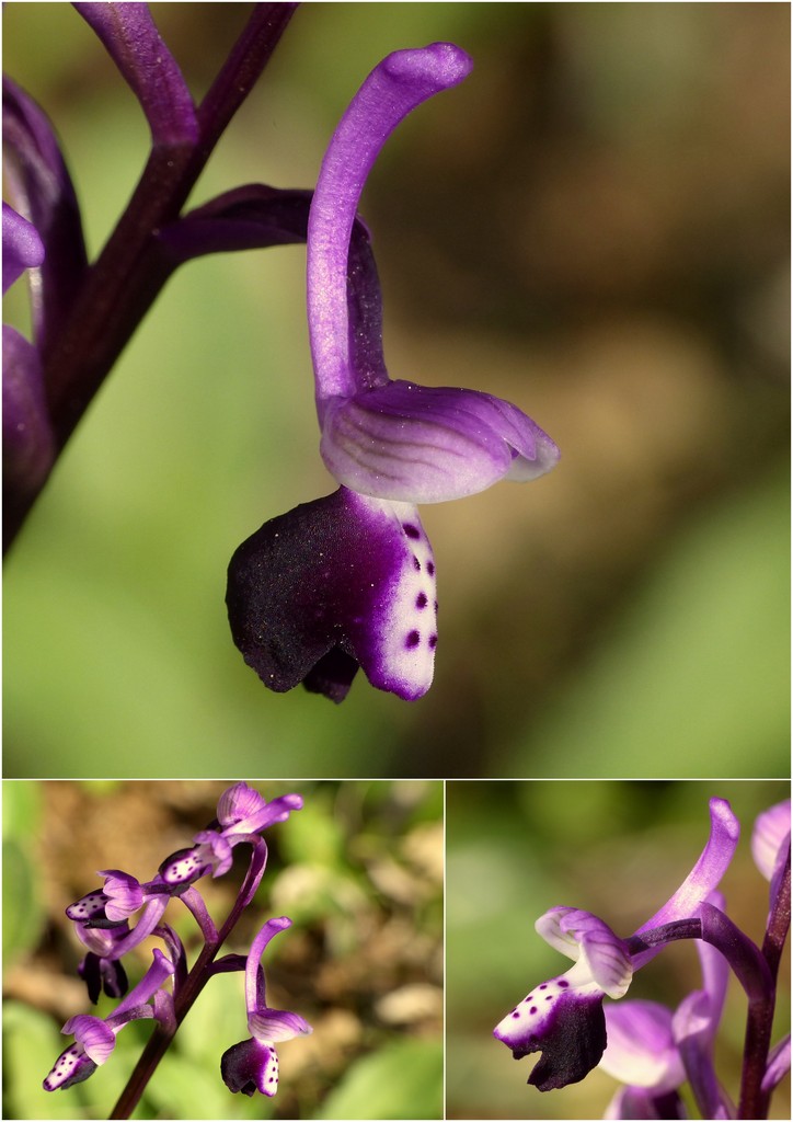 Orchidee in Sardegna, un fine settimana a 78 giri!